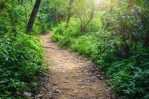 A dirt path through the jungle with sunlight shining through the trees photo