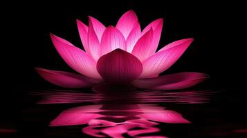 Pink lotus flower on a black background photo