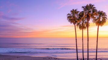 Palm trees on the beach at sunset photo