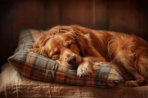 A dog sleeping on a pillow photo