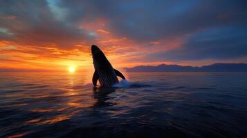 A humpback whale is jumping out of the water at sunset photo