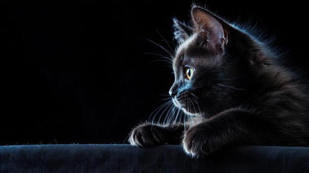 A black cat sitting on a black background photo