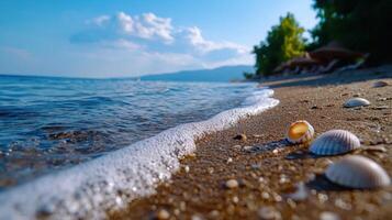Sea shells on the beach with water and trees photo