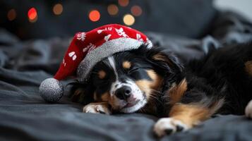 A dog is sleeping on a bed with a red hat on its head photo