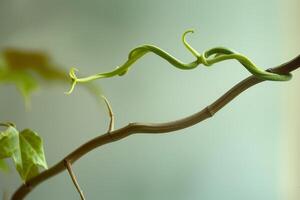 A branch with a vine on it photo