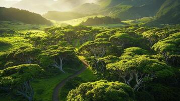 A green forest with trees and a road photo