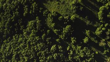 Top view of a dense green forest with small lawns bathed in sunlight. Shooting from a quadcopter from a bird's eye view on a sunny summer day photo