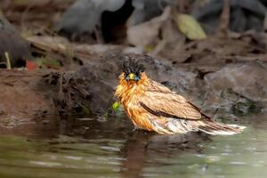 A bird with a black head and yellow beak photo