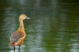A duck standing in the water looking at something photo