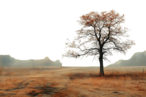 Frosty Tree Stands Alone in Misty Field, Transparent Background Image png