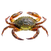 Detailed Closeup of a Vivid Red Cooked Crab Showing its Claws and Carapace png