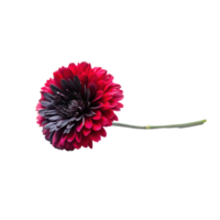 Stunning Closeup of a Dark Centered Red Flower with Delicate Petals png