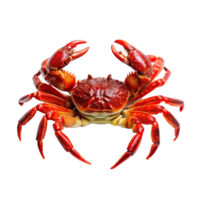 A vibrant red crab with large claws and ten legs, showcasing its detailed shell texture and intense color against a soft background png