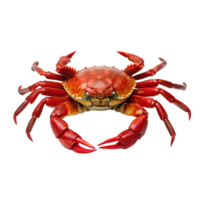 Closeup of a vibrant red crab showcasing its detailed shell and powerful claws png