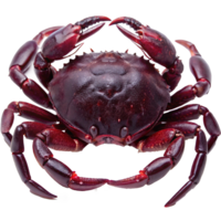 A Detailed Closeup of a Vivid ReddishPurple Crab Showing Intricate Detail of its Shell and Claws png