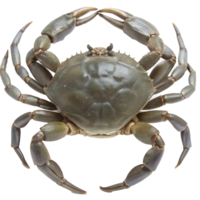 A Detailed TopDown View of a Large Green Crab Showing its Shell Texture and Leg Articulation png