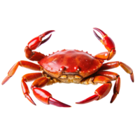 A vibrant red crab showcasing its claws and shell details against a blurred background png