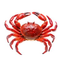 A vibrant red crab showcasing its detailed claws and shell against a clean white background png