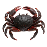 A Detailed Close Up of a Large Red and Black Crab png