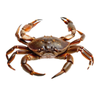 A Detailed Closeup of a Large Brown Crab with Powerful Claws and Ten Legs png