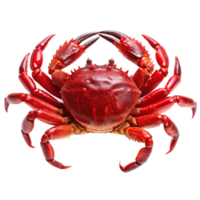 A Vivid Red Crab Close Up View Showing Detailed Texture and Claws png