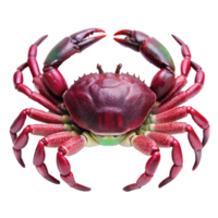 A Stunning Closeup of a Vibrant Red Crab with Ten Legs and Powerful Claws png