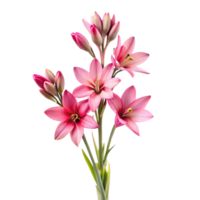 Closeup of a bouquet of delicate pink Ixia flowers with slender green stems against a soft pink and white background png