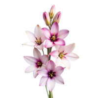 Closeup of a Bouquet of Delicate Pink and White Flowers with Soft Background png