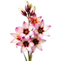 Stunning Closeup of Pink and White Ipheion Flowers with Delicate Petals and Vibrant Centers png