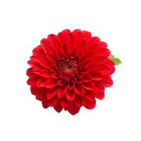 Closeup View of a Vivid Red Dahlia Flower Blossom png