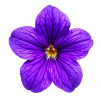 Closeup of a Vibrant Purple Flower with Delicate Veining and Yellow Center png