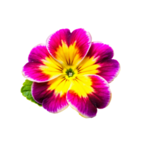 Closeup of a vibrant multicolored primrose flower with yellow and magenta petals png