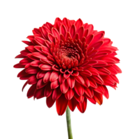 A CloseUp View of a Vibrant Red Gerbera Daisy Flower with a Detailed Look at its Petals and Center png