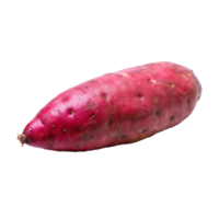 A Single Raw Organic Red Sweet Potato Isolated on White Background png