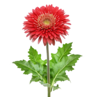 Vibrant Red Gerbera Daisy Flower with Lush Green Leaves on White Background png