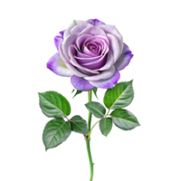 Single Lavender Rose with Green Leaves on White Background Botanical Photography png