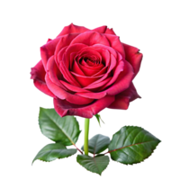A Single Deep Red Rose with Lush Green Leaves a Stunning Floral Image png