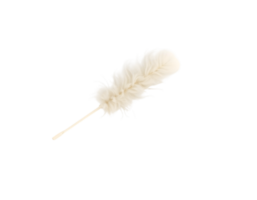 Realistic Detailed 3d Feather Isolated on Transparent Background png