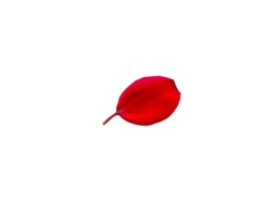 Red leaf isolated on transparent background png