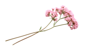 A single pink flower on a black background png