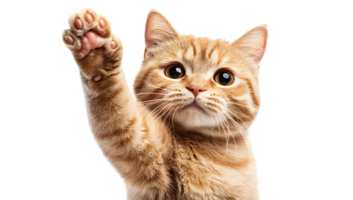 A cat is reaching up to get something png