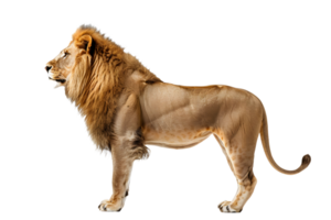 A lion standing on a black background png