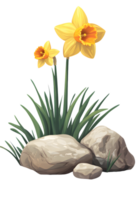 Daffodils in the grass with rocks and grass png
