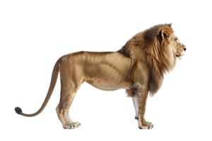 A lion standing on a black background png