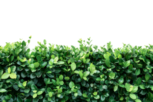A hedge with green leaves on it png