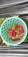 Strawberry field on fruit farm. Fresh ripe organic strawberries in a basket. Harvesting fresh strawberries photo