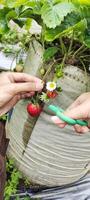 Two people harvest strawberries, fresh red strawberries picked from the farm garden photo