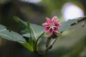 a pink flower bud on a green leaf photo