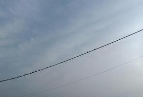 Birds resting on the cable, soaking in the moment of tranquility. photo