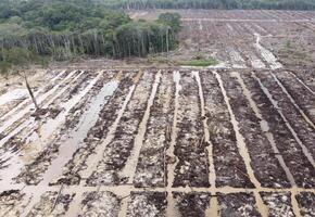 a and clearing for sustainable oil palm. photo